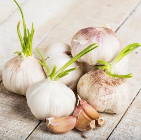 Garlic